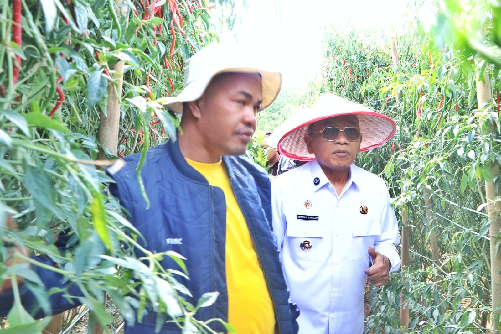 Bupati Simalungun Anton Achmad Saragih saat panen cabai di Nagori Siboras, Jumat (10/7/2026). Foto; Dinas Kominfo Sinalungun Bupati Simalungun Anton Achmad Saragih saat panen cabai di Nagori Siboras, Jumat (10/7/2026). Foto; Dinas Kominfo Sinalungun